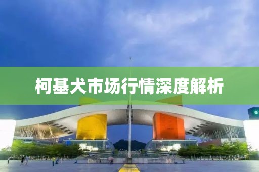 柯基犬市场行情深度解析