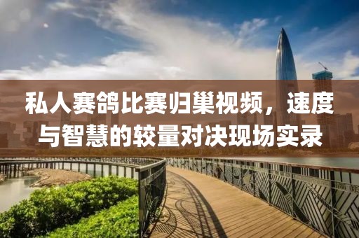 私人赛鸽比赛归巢视频，速度与智慧的较量对决现场实录