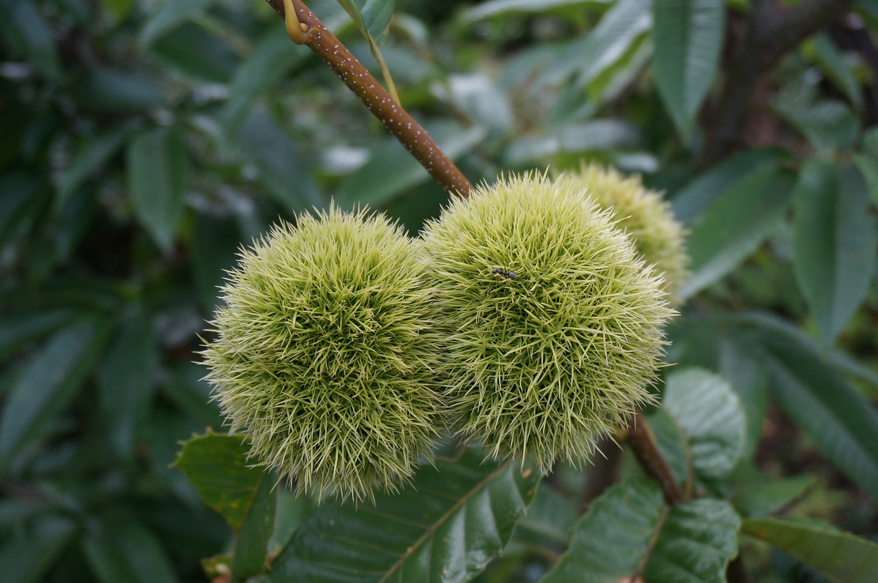 板栗的季节盛宴，成熟与上市的时间揭秘