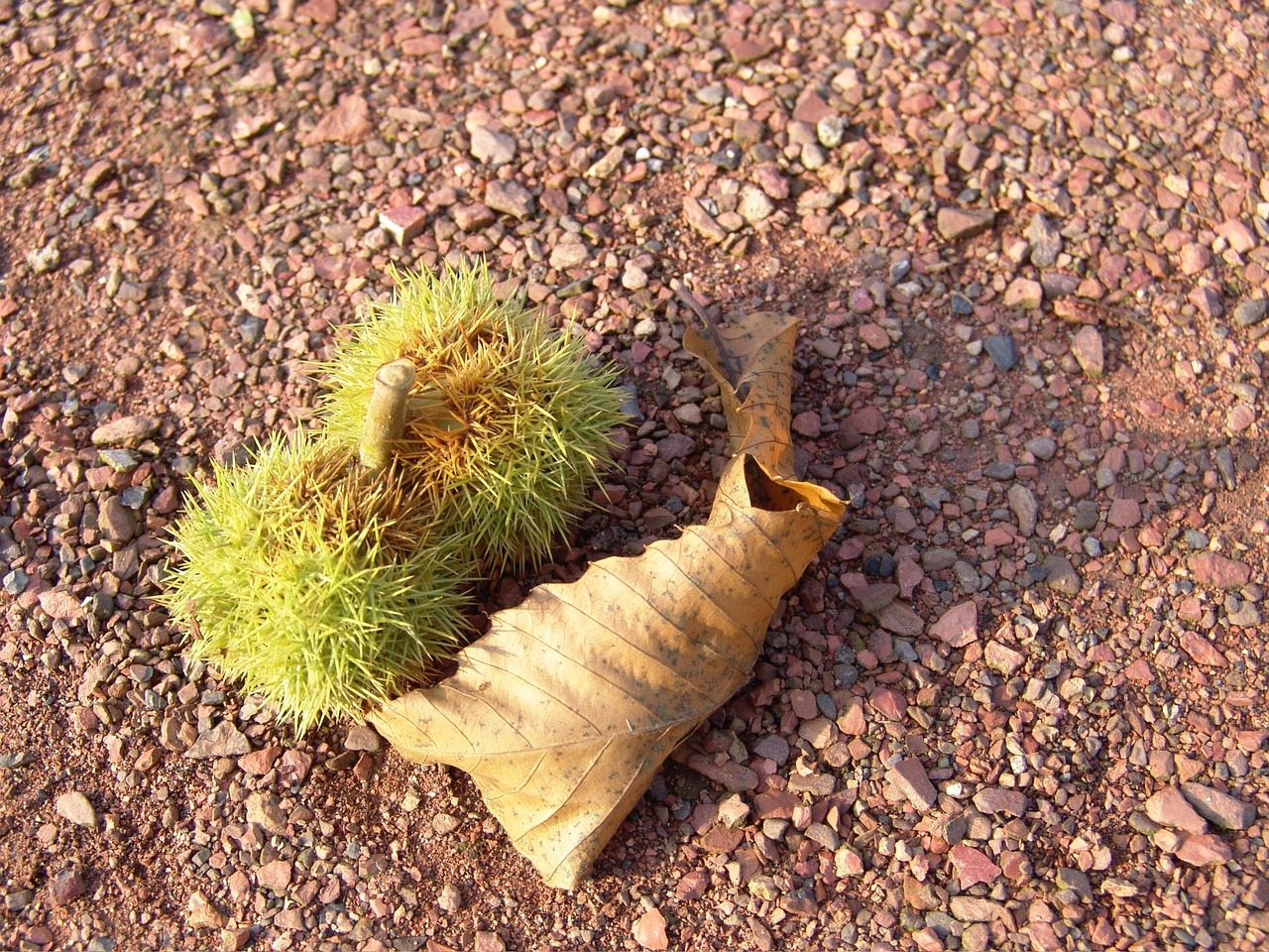 核桃上市季节揭秘，自然盛宴的时节来临