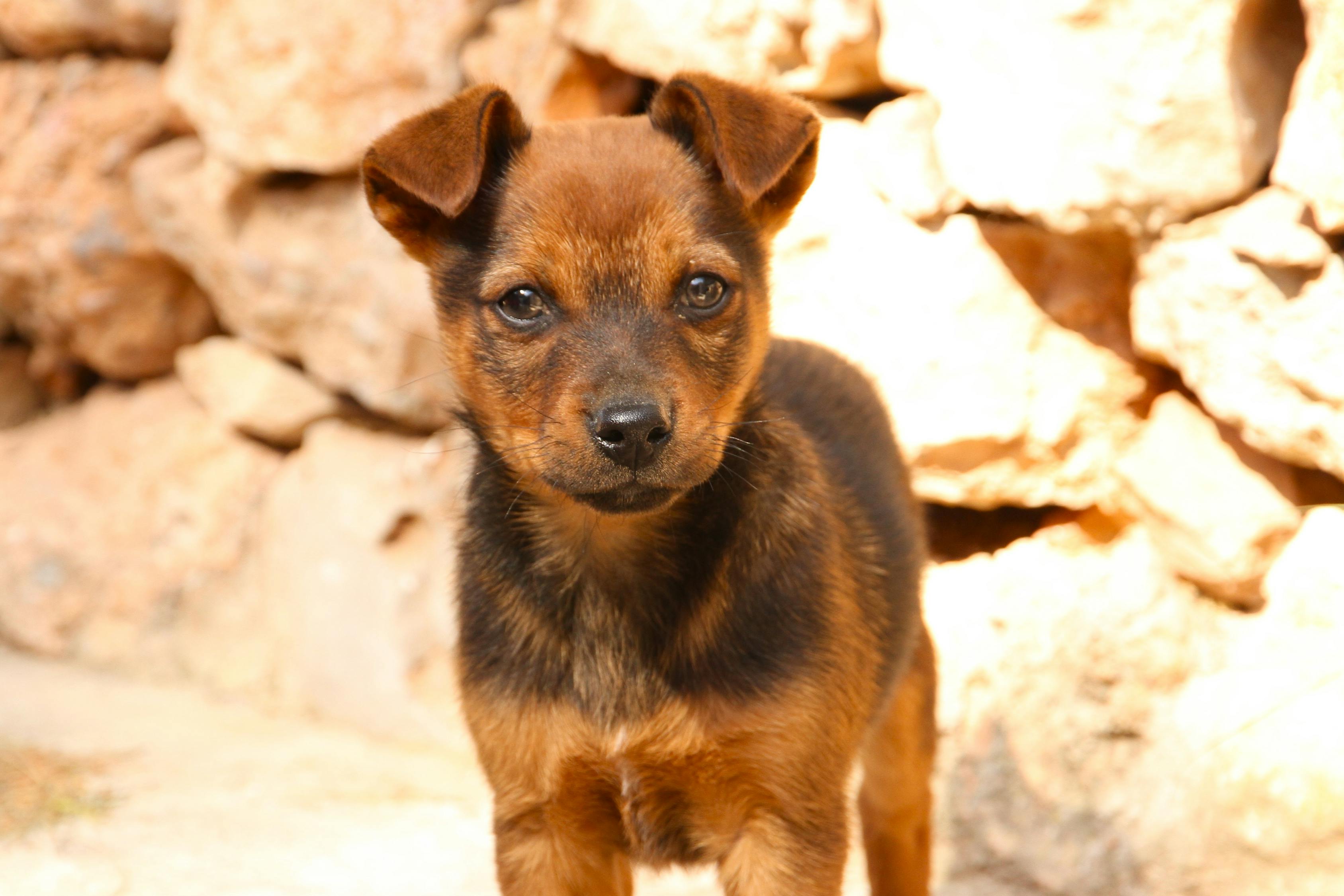灵提犬价格详解，市场行情、购买须知一网打尽！