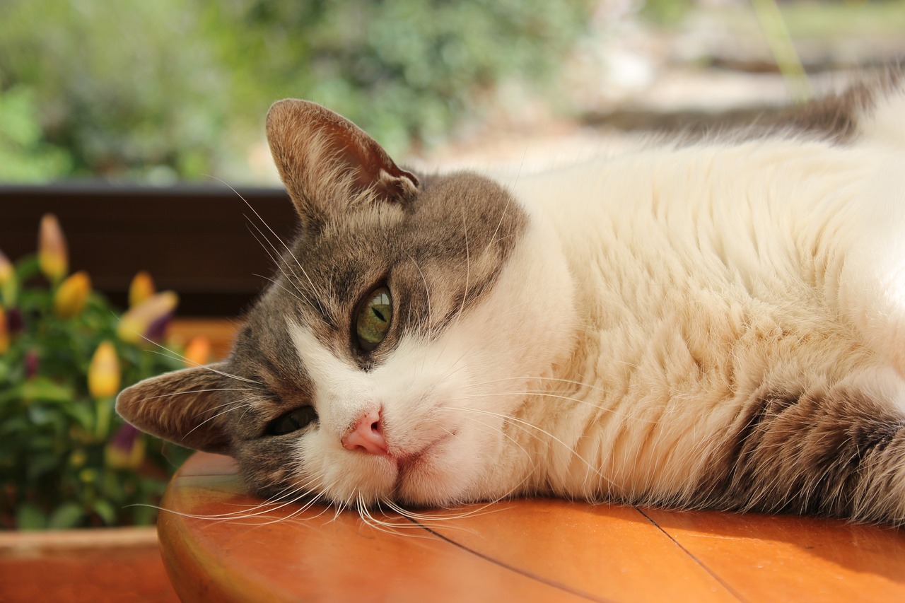 二猫比赛，一场独特的猫咪竞技盛宴