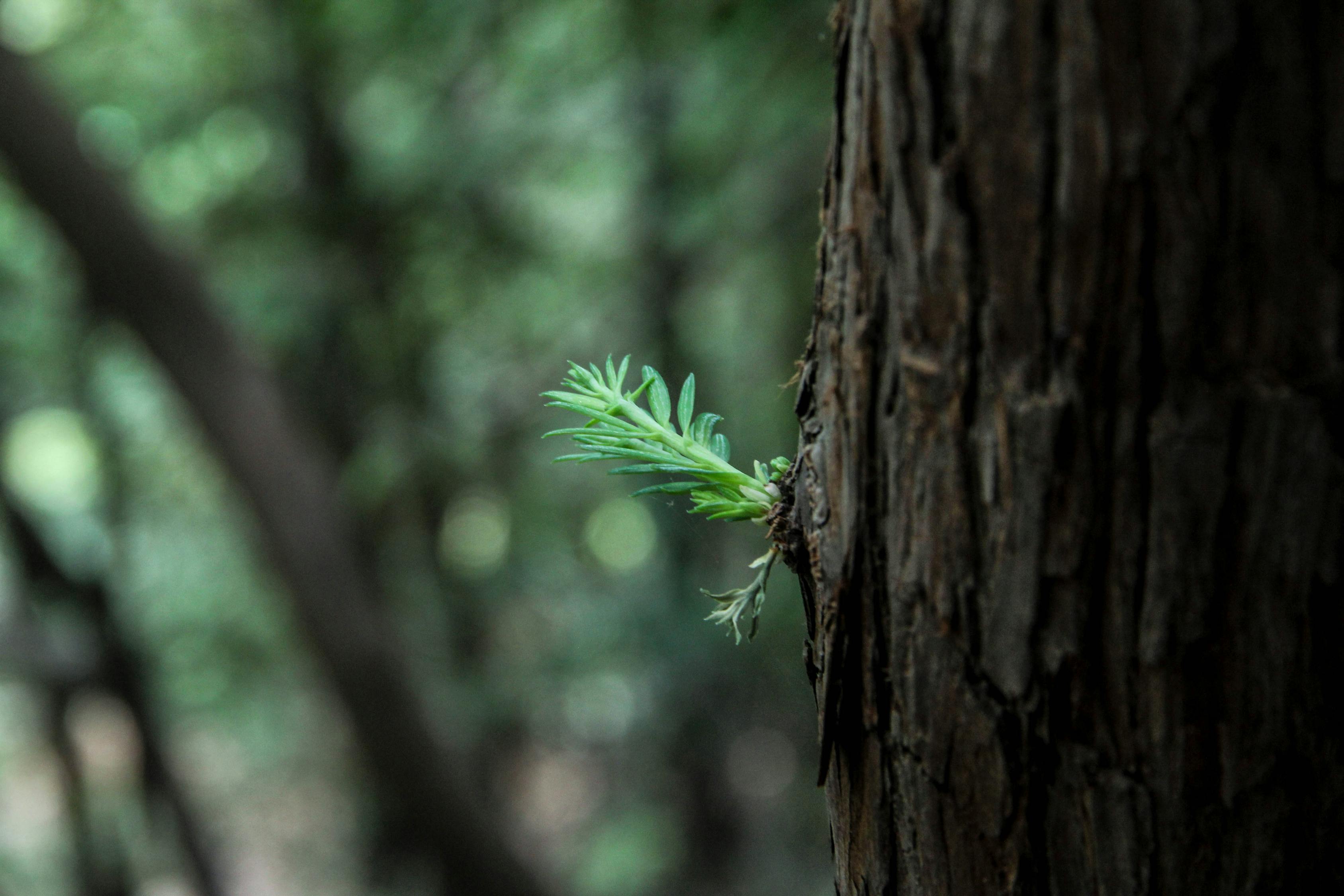 植物与僵尸新篇章，绿色力量的觉醒与生存挑战的挑战之旅