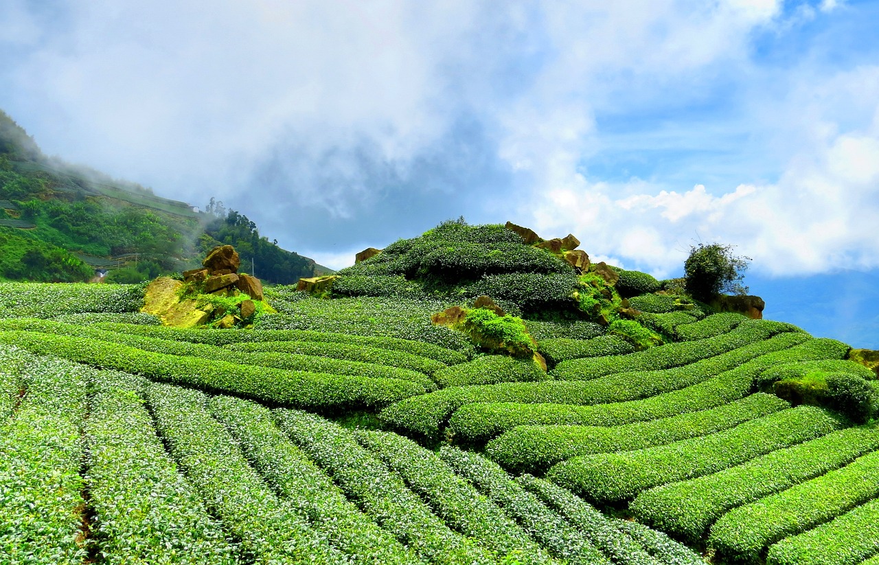 茶叶市场行情深度分析