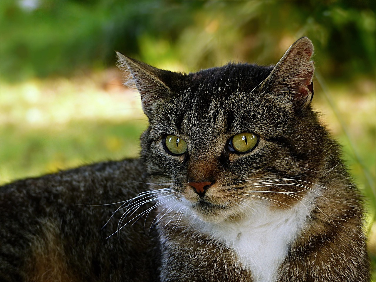 揭秘猫打架现象，原因、影响与解决之道最新报告出炉