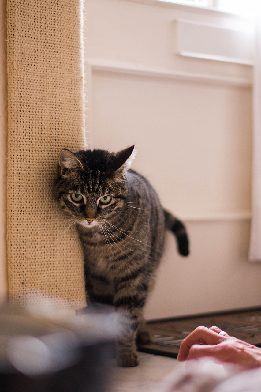 穿靴子的猫电影，独特魅力与深刻启示