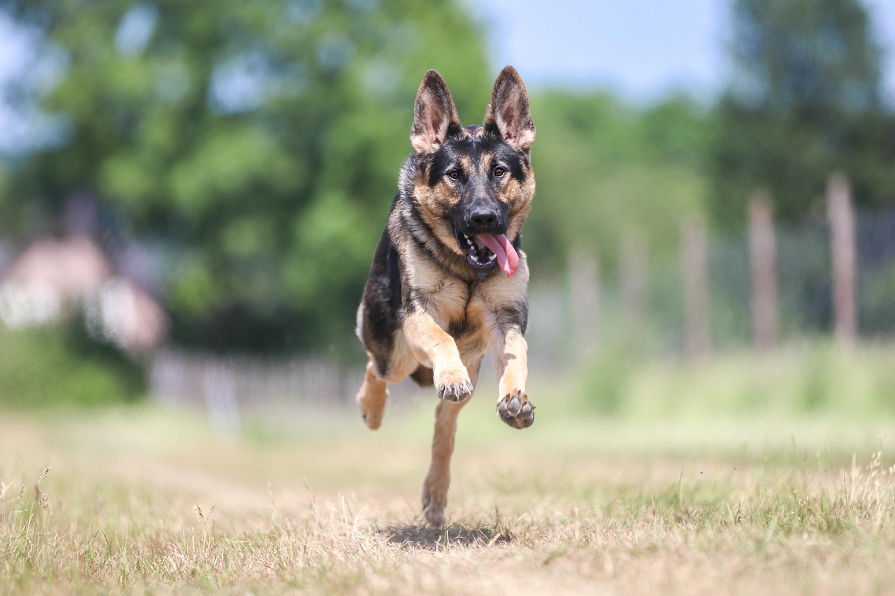 跑犬比赛，速度与激情的角逐盛宴