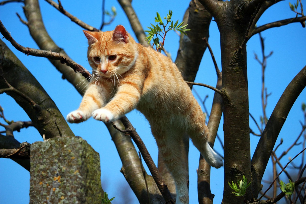 猫咪精彩瞬间，生活中的美好与温馨记忆捕捉