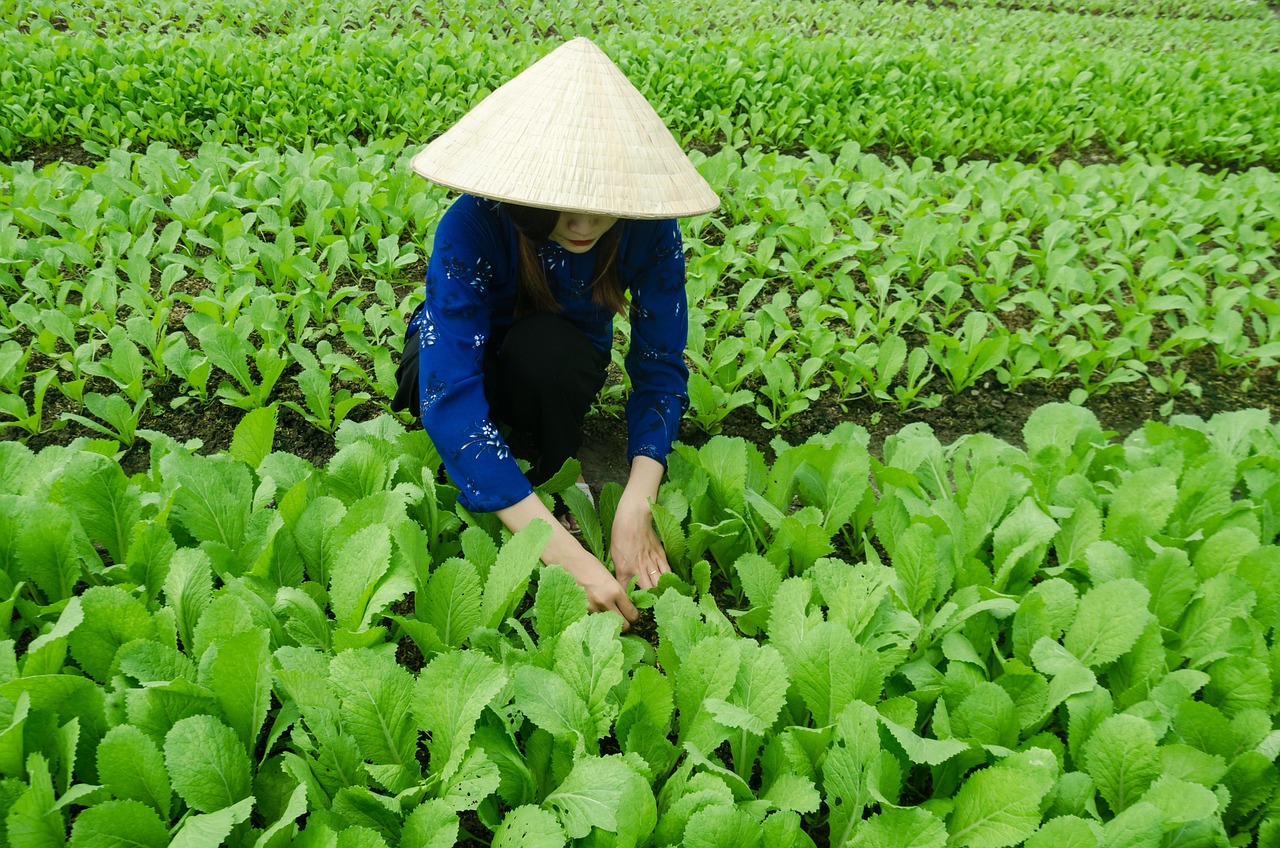 西青华侨城持续繁荣与发展，最新动态揭秘