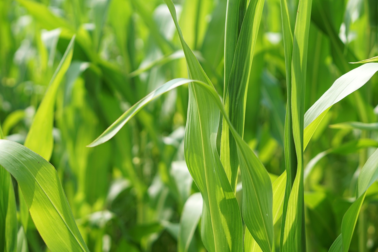 深圳蔬菜行情深度剖析与解析