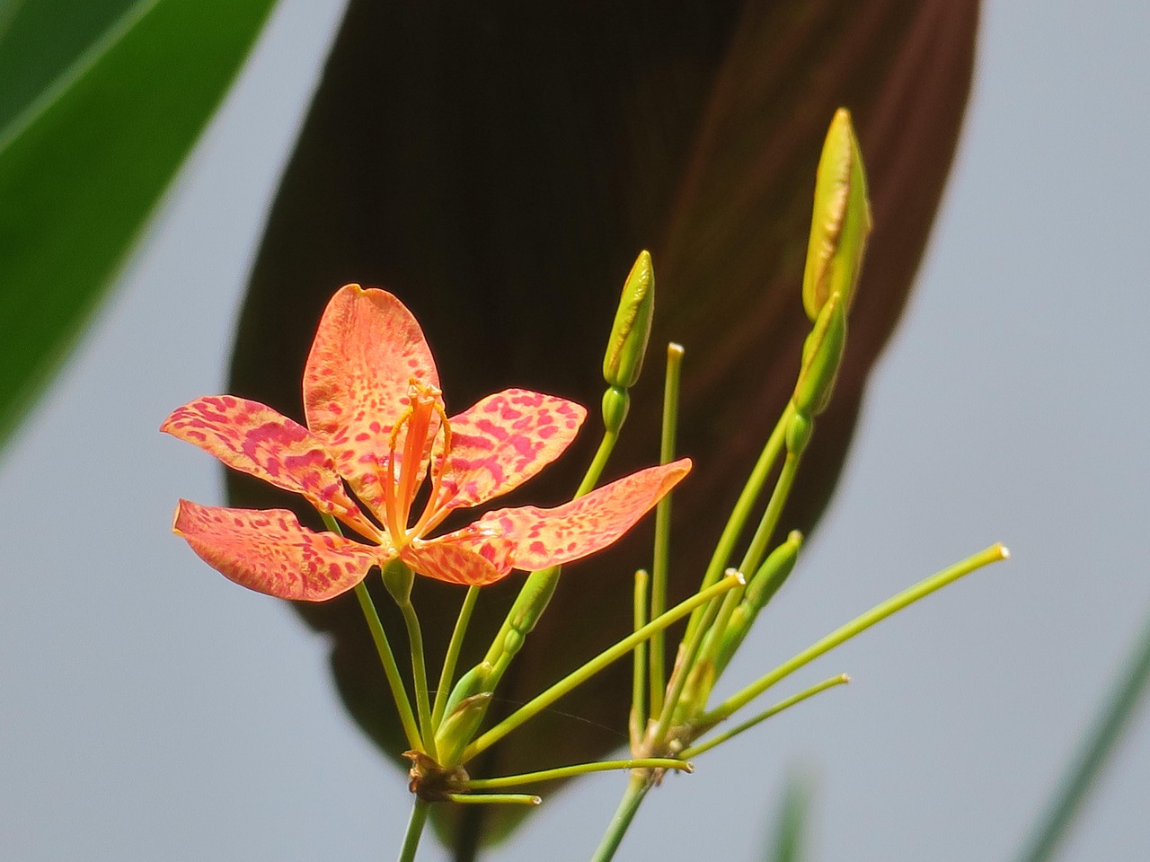现代花艺潮流，绽放的艺术之美探索