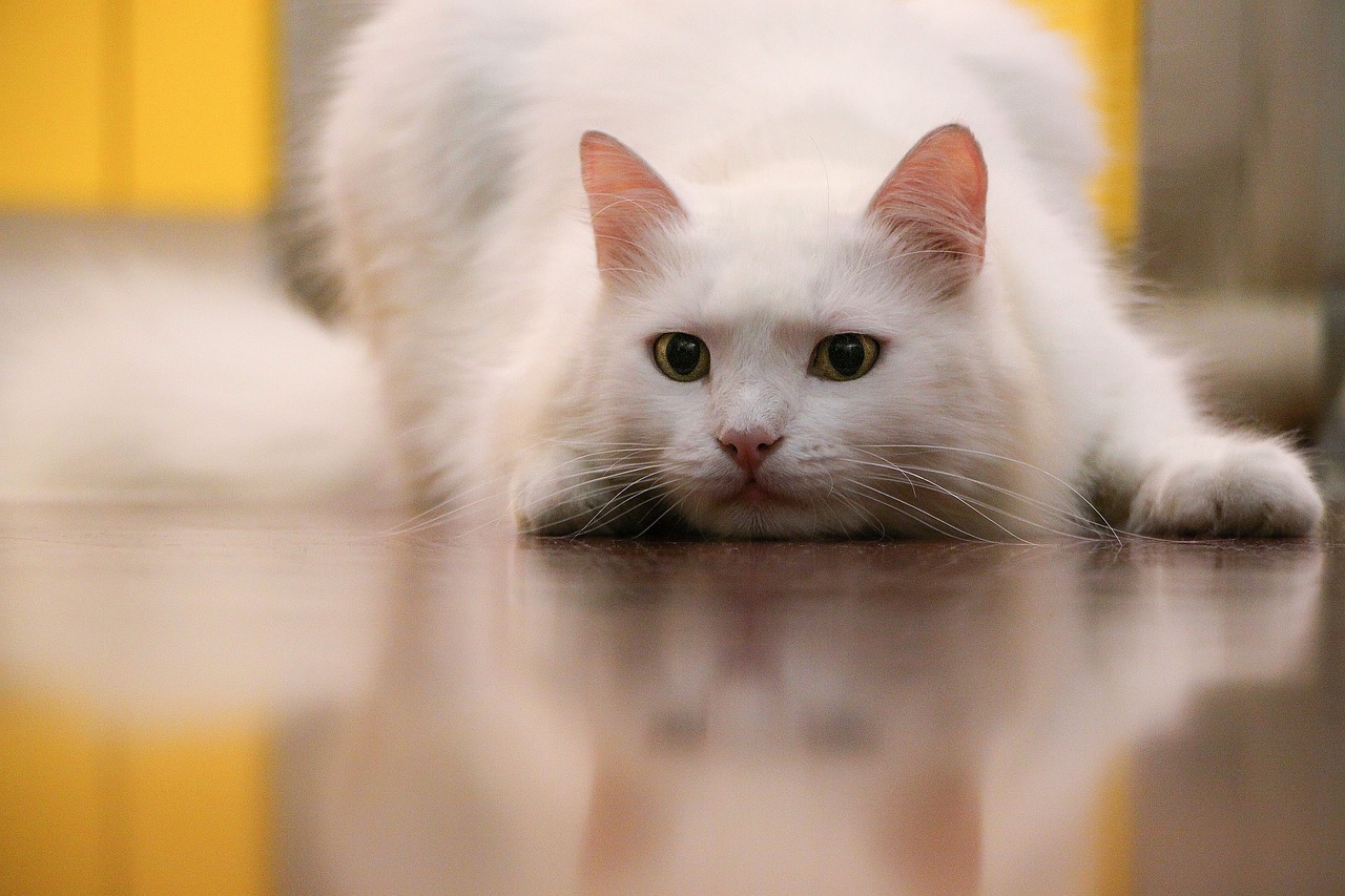 如何下载最新版猫咪应用攻略分享