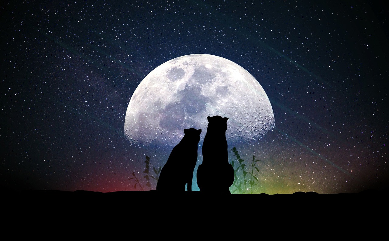 探寻星运奥秘，明星生肖揭秘