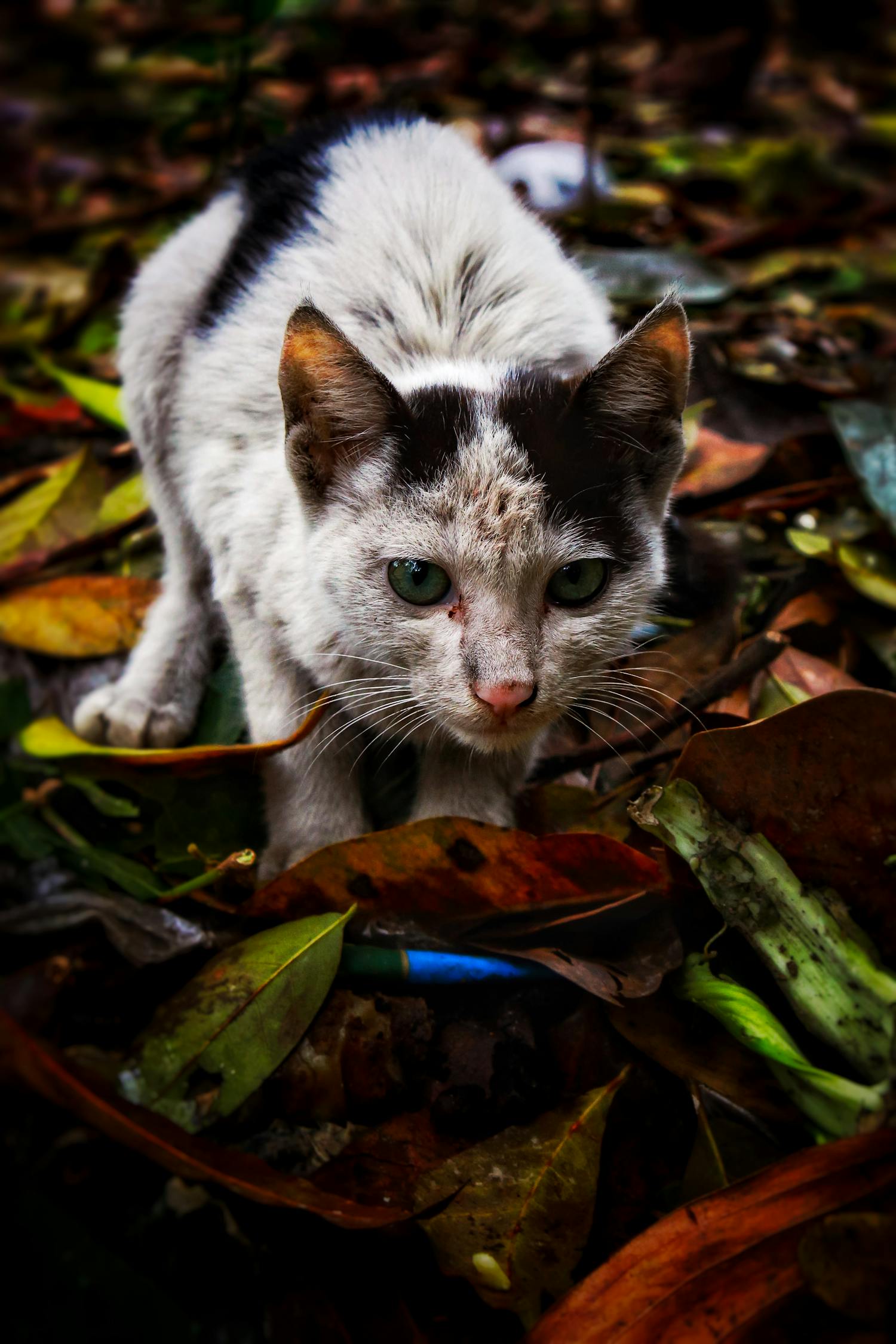 萌猫欢乐瞬间，最新趣味视频集锦！