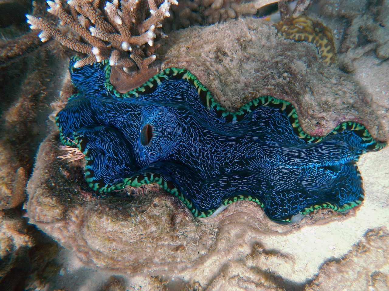 探索生物进化奥秘，Mega进化图鉴全览版