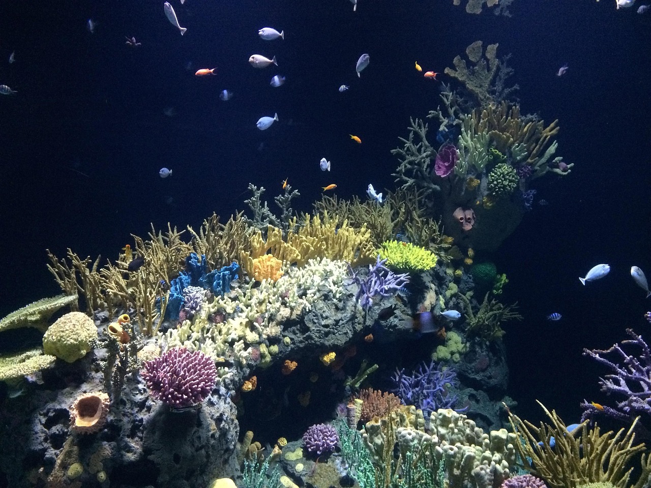 珊瑚摆件，海洋之美的独特展现及价格探析