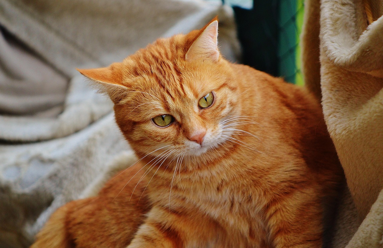 猫咪在线交流平台，连接猫奴与喵星人的数字桥梁之门